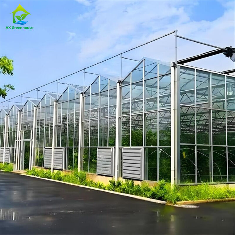 گلخانه شیشه ای بزرگ و تجاری چند فاصل با تخم گذاری هیدروپونیک برای سیب زمینی گوجه فرنگی