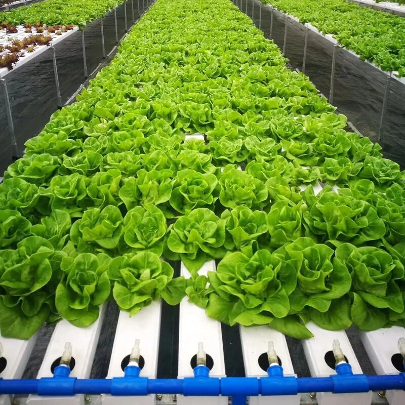 سیستم گلی هیدروپونیک NFT PVC درجه غذایی با مهار کننده های UV و ابعاد قابل تنظیم برای گلخانه های تجاری